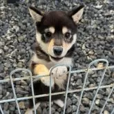 豆柴【岡山県・女の子・2025年7月11日・黒】の写真3