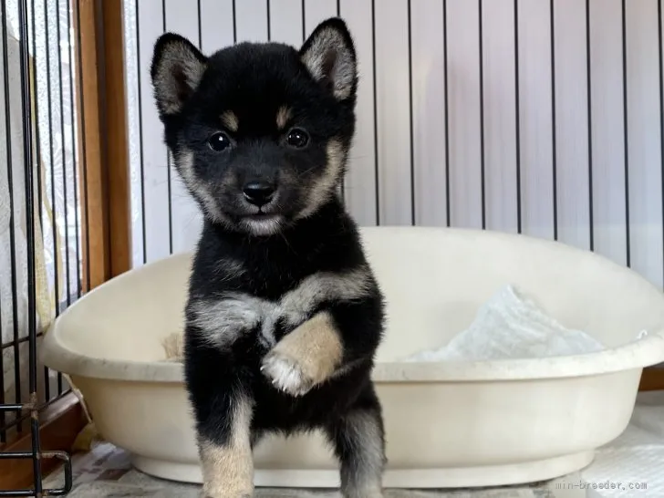 ID：2112-01712の子犬