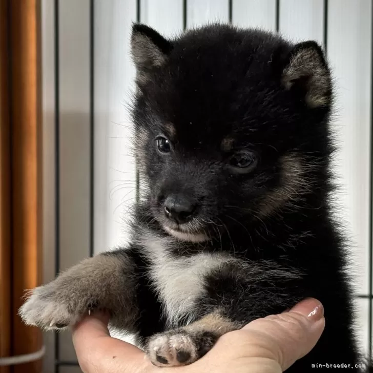 ID：2408-07358の子犬