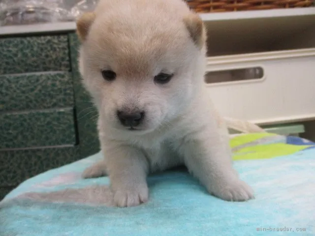 ID：1912-00922の子犬