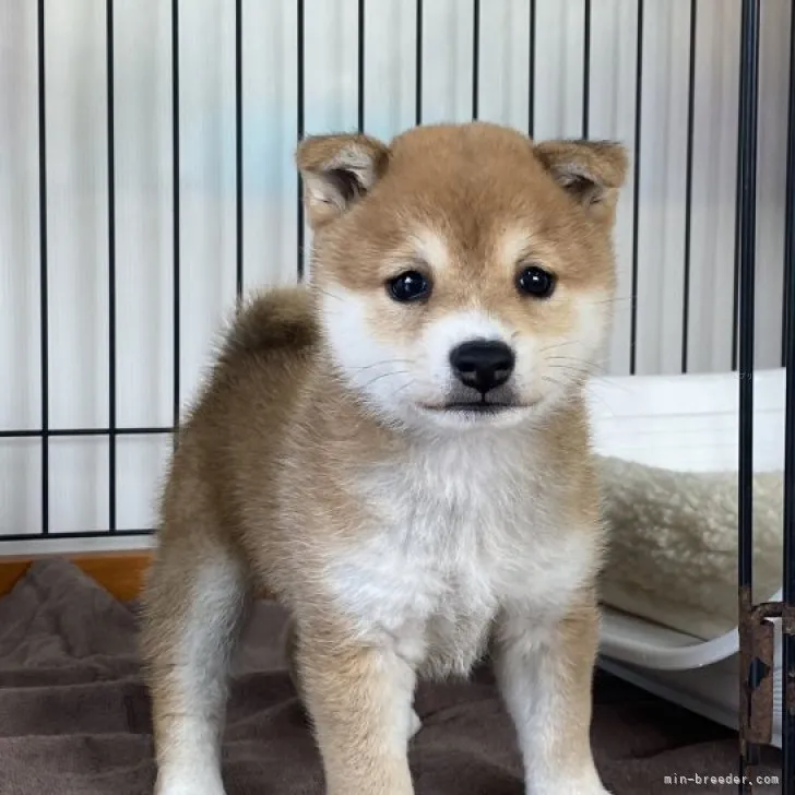 ID:2311-04014の子犬