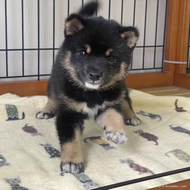 ID：2407-05673の子犬