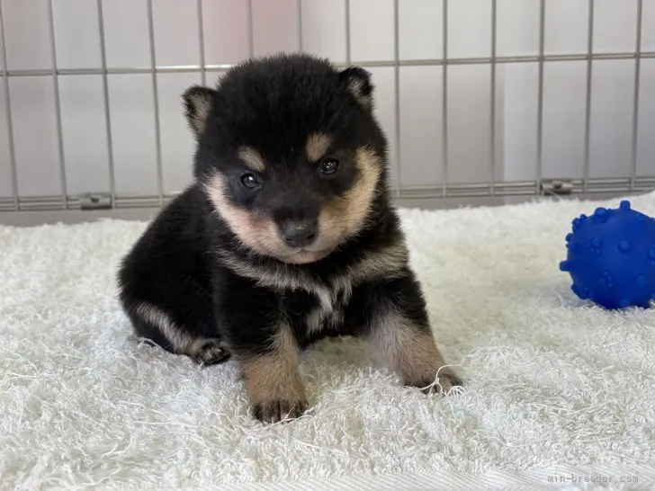 ID:2107-01127の子犬