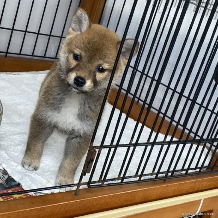 K 様のお迎えした子犬
