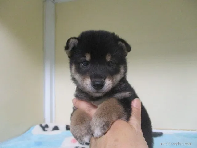 ID:2006-02024の子犬