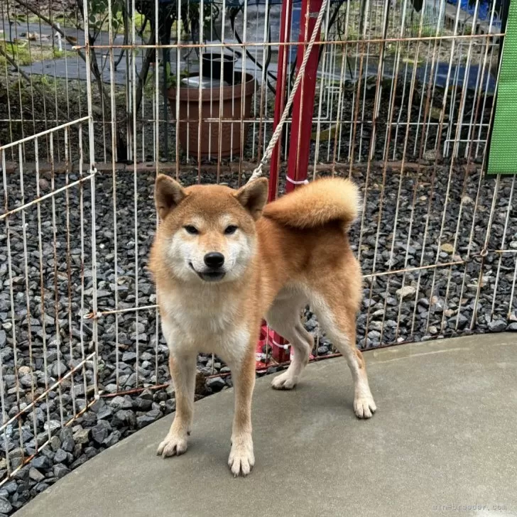 ID:2309-04106の子犬