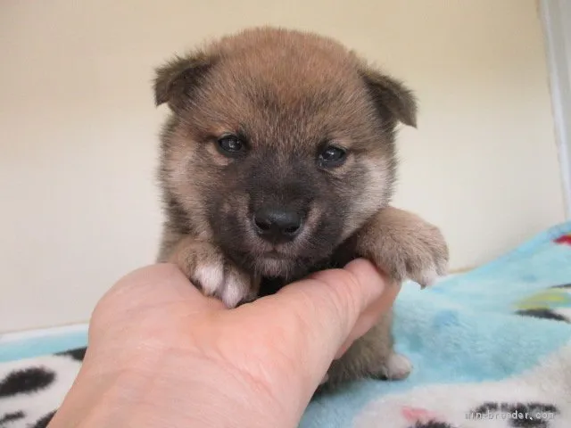 ID:2004-03051の子犬
