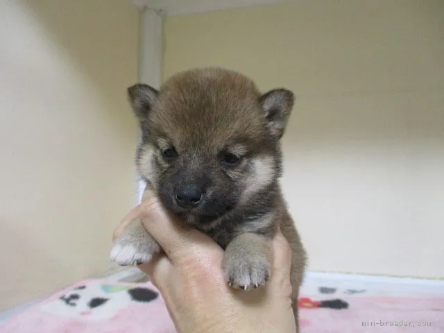 ID:2005-00977の子犬