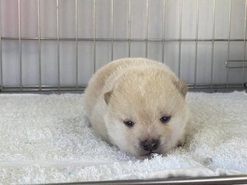 柴犬(豆柴)【岡山県・男の子・2022年3月22日・白】の写真「フワフワの白豆くん」