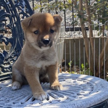 柴犬(豆柴)【岡山県・男の子・2024年1月22日・赤】の写真「タレ目が可愛い豆柴くん♡」