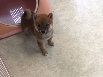 豆柴【岡山県・女の子・2019年7月7日・赤】の写真「七夕生まれの豆ちゃん★」