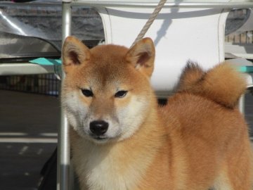 柴犬(標準サイズ)【岡山県・男の子・2019年11月1日・赤】の写真「ハンサムな男の子！」
