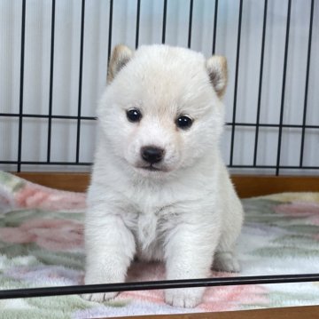 柴犬(豆柴)【岡山県・女の子・2024年1月11日・白】の写真「お目目パッチリ！
可愛い白豆ちゃん♡」