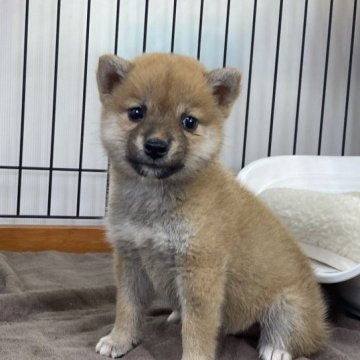 柴犬(標準サイズ)【岡山県・女の子・2023年8月29日・赤】の写真「明るい毛色の女の子！小柄です。」