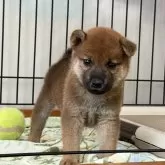 柴犬(標準サイズ)【岡山県・男の子・2024年8月18日・赤】の写真1