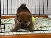 柴犬(標準サイズ)【岡山県・男の子・2024年8月18日・赤】の写真2
