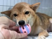 豆柴【・女の子・2024年4月30日・赤】