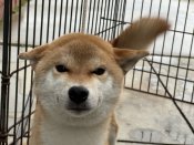 柴犬(標準サイズ)【・女の子・2022年1月19日・赤】