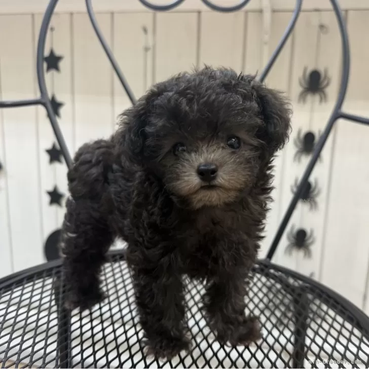 ID：2410-06562の子犬