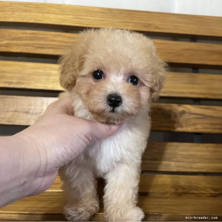 ID：2405-07140の子犬