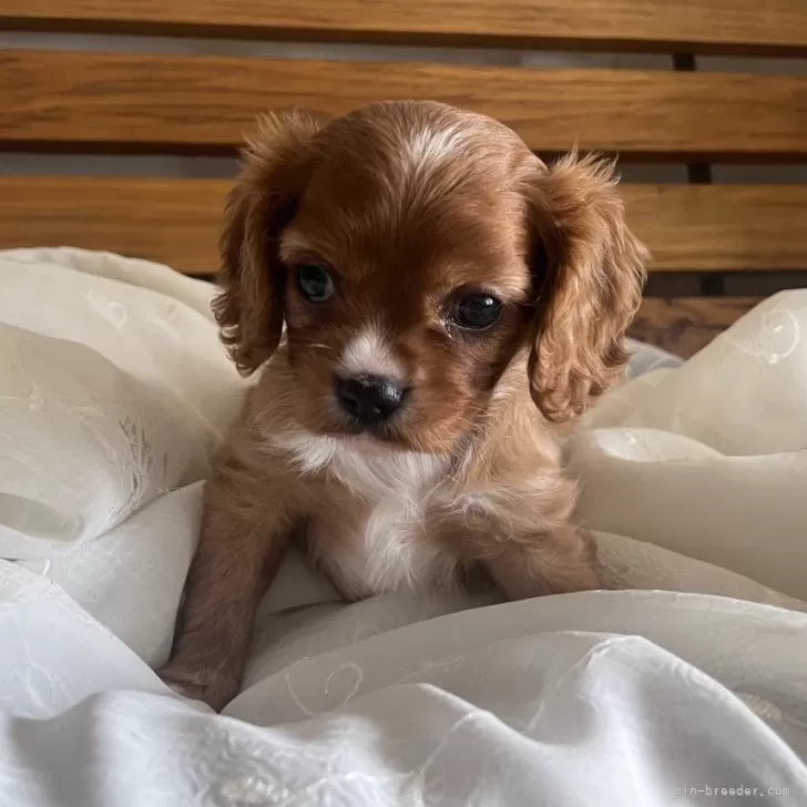 ID：2407-03253の子犬