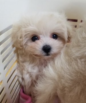 マルチーズ×プードル【福岡県・男の子・2020年9月19日・クリーム】の写真「小ぶり激可愛いマルプー」