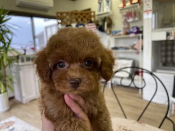 トイプードル(タイニー)【福岡県・女の子・2021年2月10日・レッド】の写真「目がクリクリの女の子」