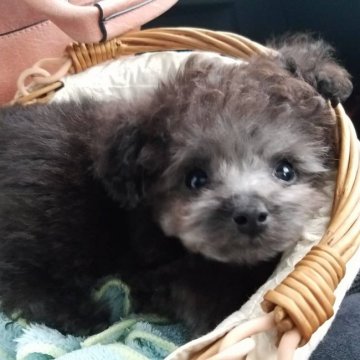 トイプードル(ティーカップ)【福岡県・女の子・2020年12月2日・シルバー】の写真「2キロ以下 元気なお」