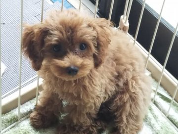 トイプードル(タイニー)【福岡県・女の子・2019年4月20日・レッド】の写真「可愛く成長しています！」