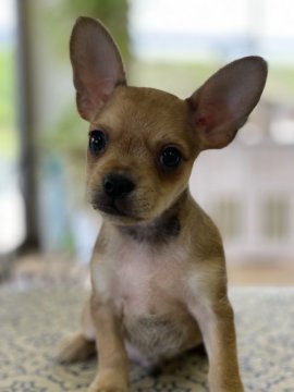 フレンチブルドッグ✖️ヨーキー【福岡県・男の子・2021年6月29日・フォーン】の写真「イケメンミックスくん」