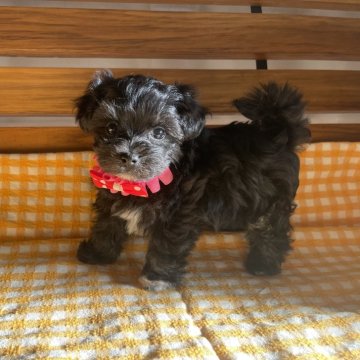 マルプー(マルチーズ×トイプードル)【福岡県・女の子・2024年7月7日・ブラック】の写真「ブラックマルプー」