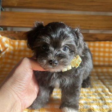 マルプー(マルチーズ×トイプードル)【福岡県・男の子・2024年7月7日・ブラック】の写真「ブラックマルプー」