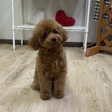 トイプードル(タイニー)【福岡県・男の子・2023年7月31日・レッド】の写真「とーっても元気活発な男の子」