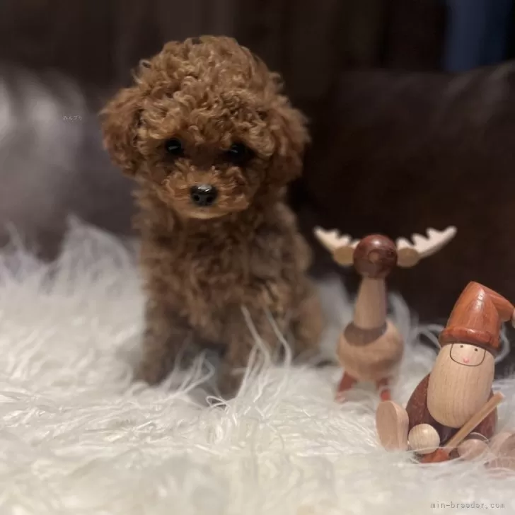 ファミリー 様のお迎えした子犬