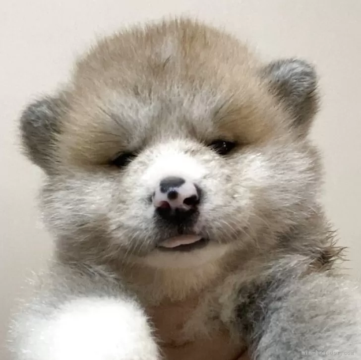 ID：2509-01274の子犬