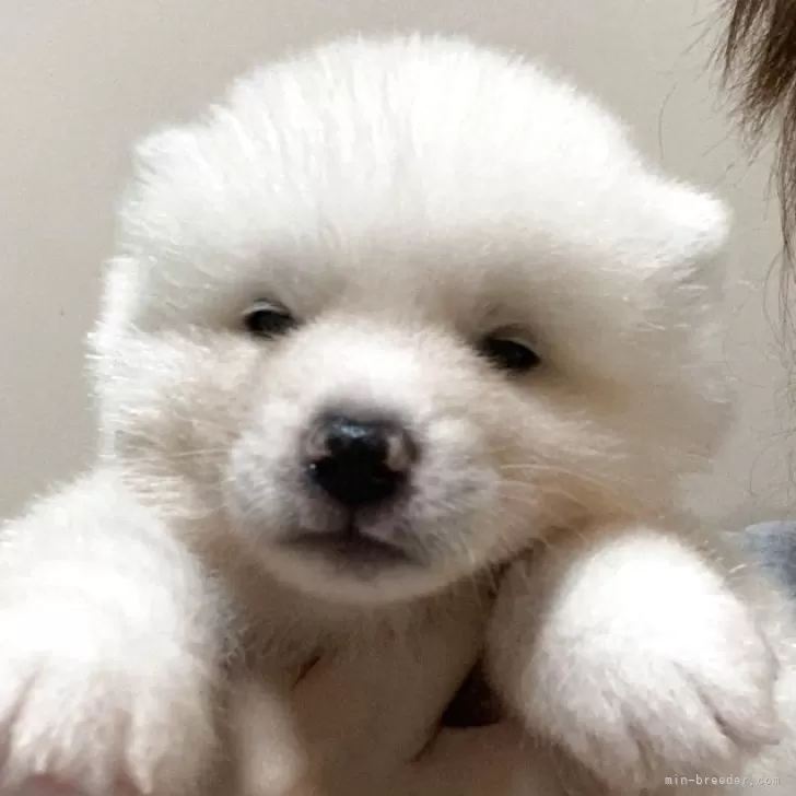 秋田犬【兵庫県・男の子・2025年8月26日・白毛】の写真1