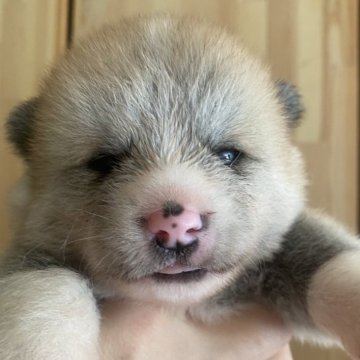 秋田犬【兵庫県・男の子・2025年8月17日・赤毛】の写真「可愛らしさ満点元気な赤毛の男の子🍀」