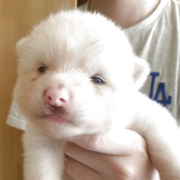 秋田犬【兵庫県・男の子・2025年8月17日・白毛】の写真「可愛い白毛の男の子☘️」
