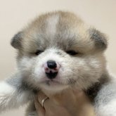 秋田犬