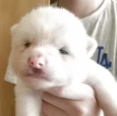秋田犬