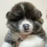 秋田犬