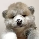 秋田犬
