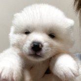 秋田犬