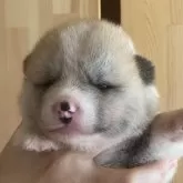 秋田犬