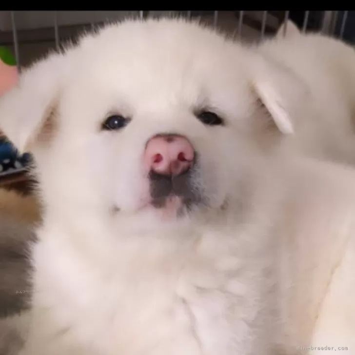 ID:2408-02829の子犬