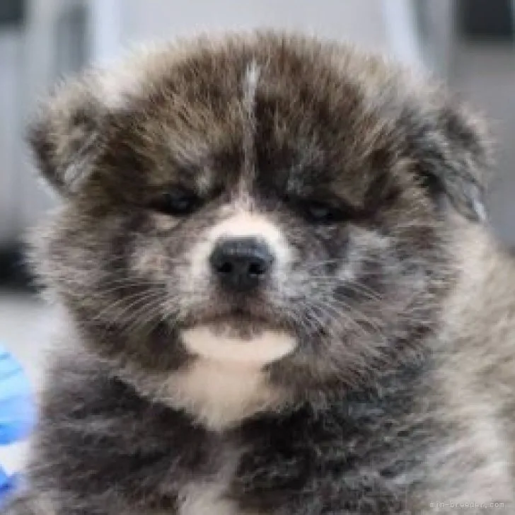 ID：2306-03638の子犬
