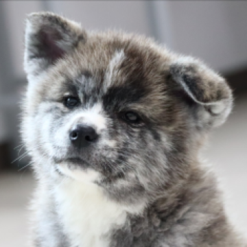 秋田犬【兵庫県・女の子・2022年12月22日・虎毛】の写真「大人しく綺麗な縞目模様の虎毛の女の子☘️」