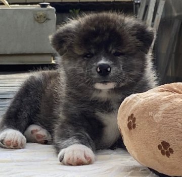 秋田犬【兵庫県・男の子・2021年9月12日・虎毛】の写真「活発でやんちゃな秋田犬の仔犬」