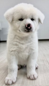 秋田犬【兵庫県・男の子・2021年9月12日・白毛】の写真「性格の良いフレンドリーな男の子」