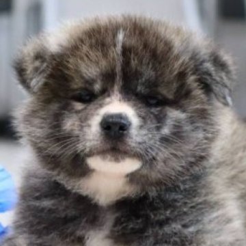 秋田犬【兵庫県・女の子・2023年5月13日・虎毛】の写真「もふもふコロッコロの虎毛の女の子☘️」